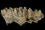 Partial, Fossil Stegodon Molar - Indonesia #156720-3